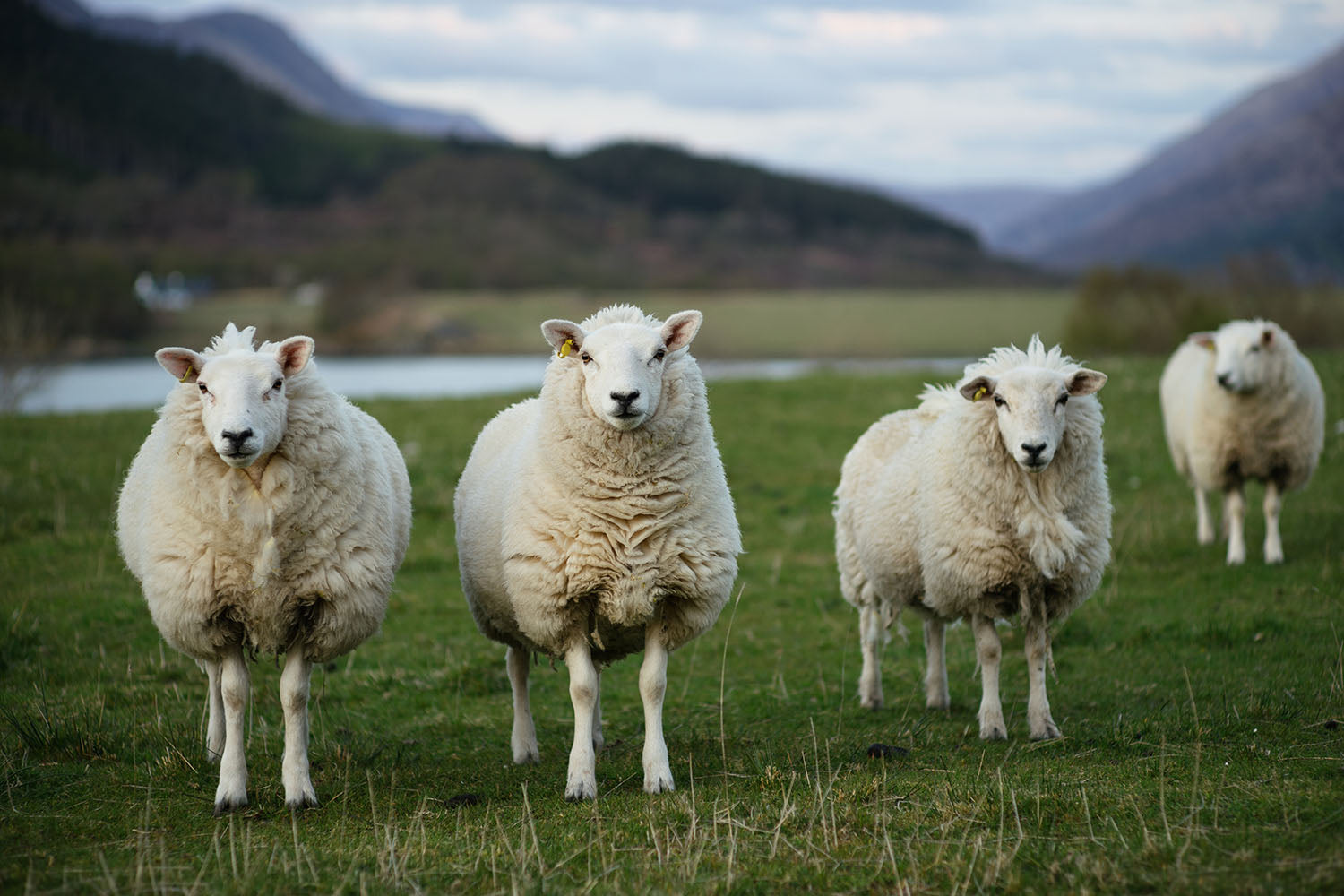 Was ist die Woolmark Zertifizierung ?